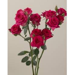 Ramificada Ecu. Fire Up  60cm Fu.