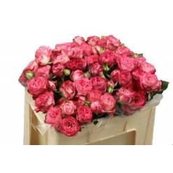 Ramificada Magic Trendsetter 50cm