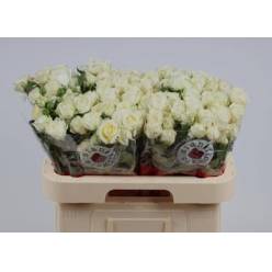 Ramificada Muthoni 60cm