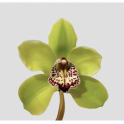 Cymbidium Hms. Verona 80cm Vd.