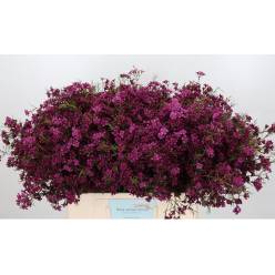 Flor Cera Hol. Free Spirit 70cm 30gr Mor. "T25"
