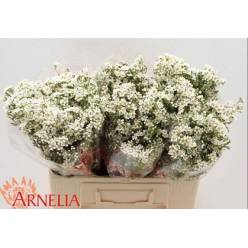 Flor Cera Hol. Pelaco 70cm 55gr "T25" "T25"