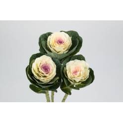 Brassica Hol. Condor White 70cm