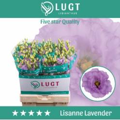 Lisiantus Hol. Lisanne Lavander 70cm 55gr "T10"