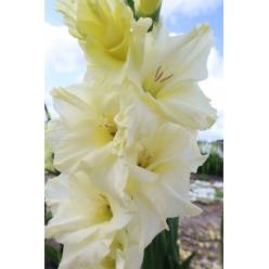 Gladiolo Hol. Speed Date 125cm (50cm espiga) "Crema"