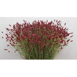 Sanguisorba Officinalis Strawb Dream 100cm "T25"
