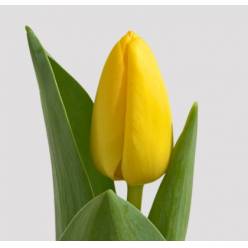 Tulipan Hol. Strong Gold 40cm Am. (7 Dias - 2�)