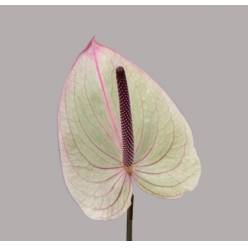 Anthurium Hol. Silvia �13  "CC12" (7 Dias - 2�)