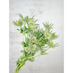 Eryngium Hol. Sirius Qstar 40cm Bl. (7 Dias - 2�)