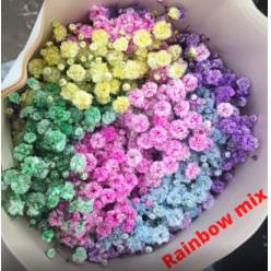 Paniculata Ecu. Rainbow 750gr "T25" (7 Dias - 2)