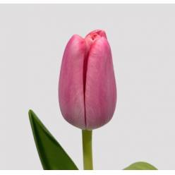Tulipan Hol. Tresor 40cm Rs. "T50"