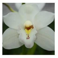 Cymb Mini Margot 50cm Bl.