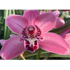 Cymb Mini Rinco Claris 50cm Rs.