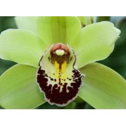 Cymb Mini 50cm Tessa Vd.