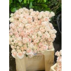 Ramificada Ecu. Cream Majolika 40cm