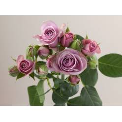 Ramificada Ecu. Lavander Irischka 50cm