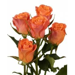 Ramificada Ecu. Orange Star 50cm