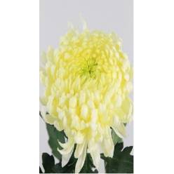 Uniflor Hol. Deco Fr Shoesmith 160gr