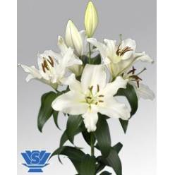Oriental Doble Dutch Pearl  75cm 3/4 fl.