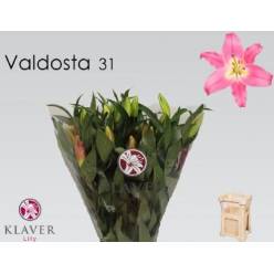 Oriental Hol. Rs. Valdosta 95cm 3/4 fl.