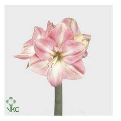 Amaryllis Ga Sunrise "CC12" Rs.
