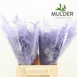 Esparraguera Pintada Violet Blue 45cm "T50"