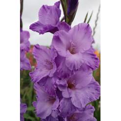 Gladiolo Hol. Milka 105cm (55cm espiga) Mal.