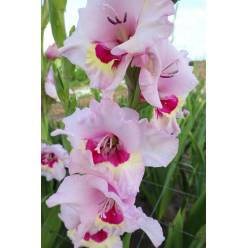 Gladiolo Hol. Zamora 130cm (65cm espiga) Rs.