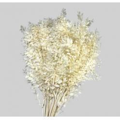Ruscus Estabilizado Wild Blanco 80cm