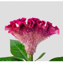 Celosia Italia Fucsia 80cm