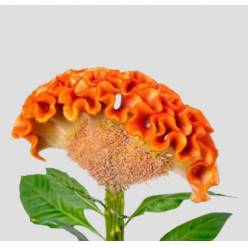 Celosia Italia Orange 80cm