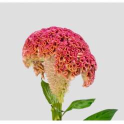 Celosia Italia Pink 80cm