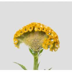 Celosia Italia Yellow 80cm