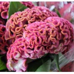 Celosia Italia ligth Pink 80cm