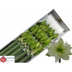 Amaryllis Avalanche Bl. "CC15"
