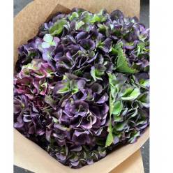 Hortensia Hol. Verena Blue Classic 50cm 18/20
