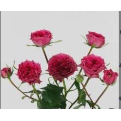 Ramificada Grandmas Garden Josy 50cm.