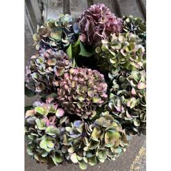 Hortensia Hol. Anne Classic 60cm 16/18
