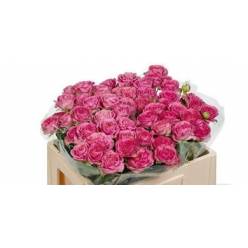 Ramificada Paradox! 50cm.