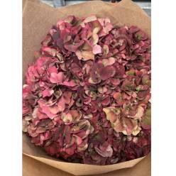 Hortensia Hol. Pink Ruby Classic 50cm 14/16