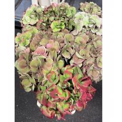 Hortensia Hol. Royal Love Classic 60cm 16/18