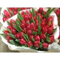 Tulipan Hol. ile De France Rojo 40cm "T50"