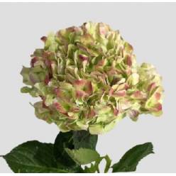 Hortensia Premium Antic Green Red 60cm 17/18 "CC15"