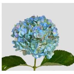 Hortensia Premium Antic Blue 60cm 17/18 "CC15"