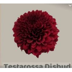 Uniflor Ecu. Testarossa Red