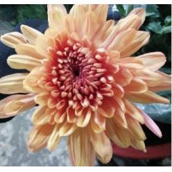 Uniflor Col. Cremon Kirvy