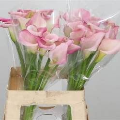 Calla Overig Red 60cm