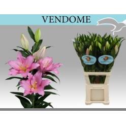 Oriental Hol. Rs. Vendome 95cm 5 fl.