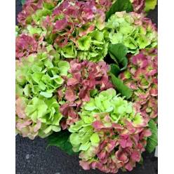 Hortensia Hol. White Verena Classic 50cm 18/20