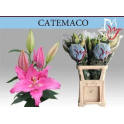 Oriental Hol. Rs. Catemaco 80cm 2 fl.